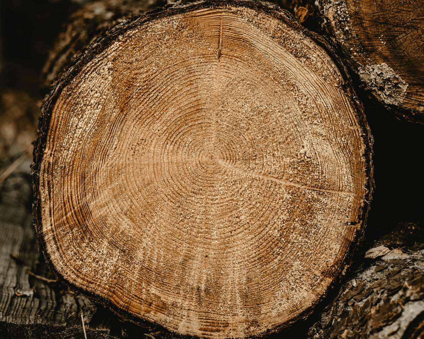 Doorsnede van massief eiken boom